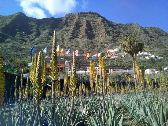Finca Canarias Aloe Vera
