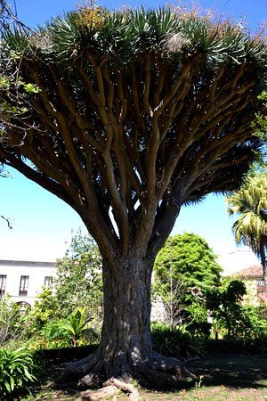 la Hijuela del Botánico
