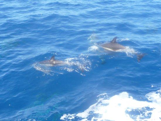 Animal Encounters Dolphin Search Encounter