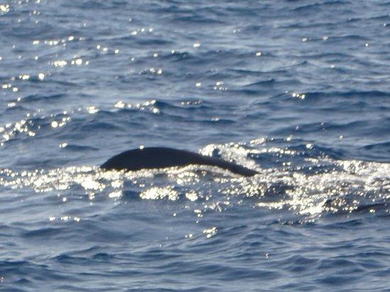 Whale Adventure