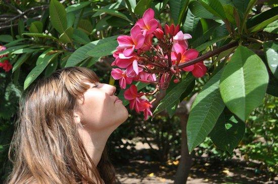 Nature canariensis