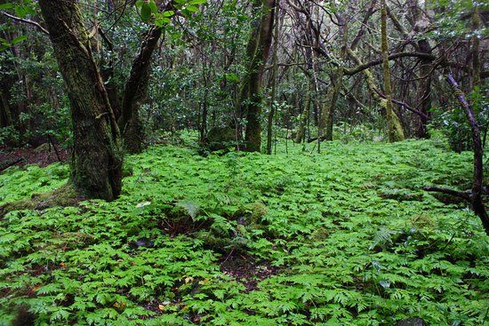 Bosque del Cedro