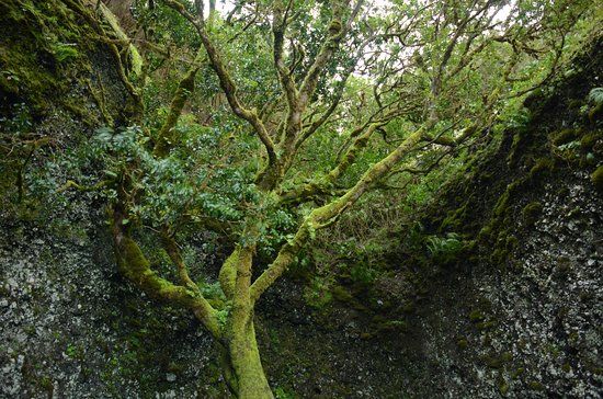 el Árbol Santo Garoé