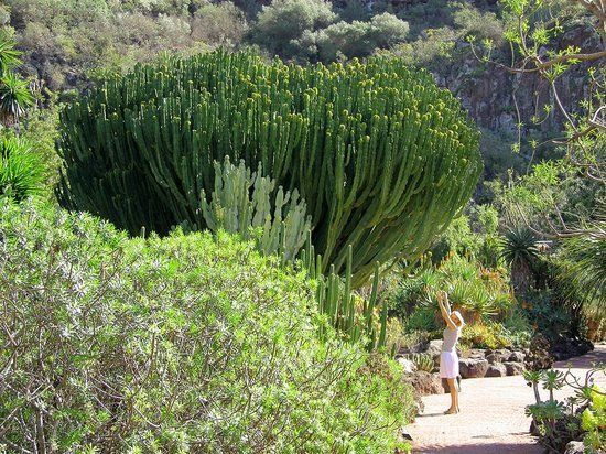 Jardin Botanico Viera & Clavijo