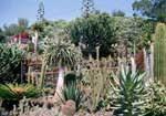 Cactustuin Palmex